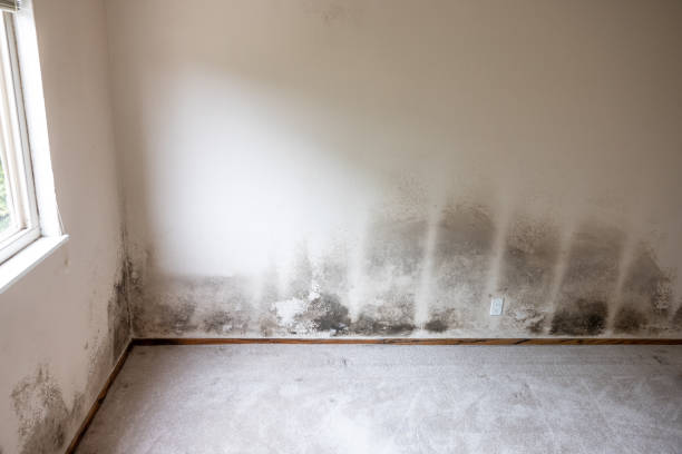 Best Real Estate Mold Inspection  in Wilton Manors, FL